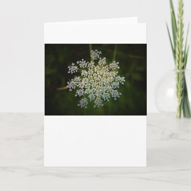 Königin Anne's Lace, Karte (Vorderseite)