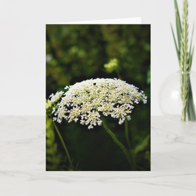 Königin Anne's Lace, Karte (Vorderseite)