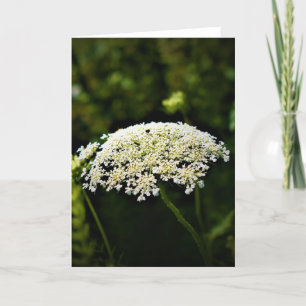 Königin Anne's Lace, Karte