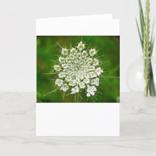 Königin Anne's Lace, Karte