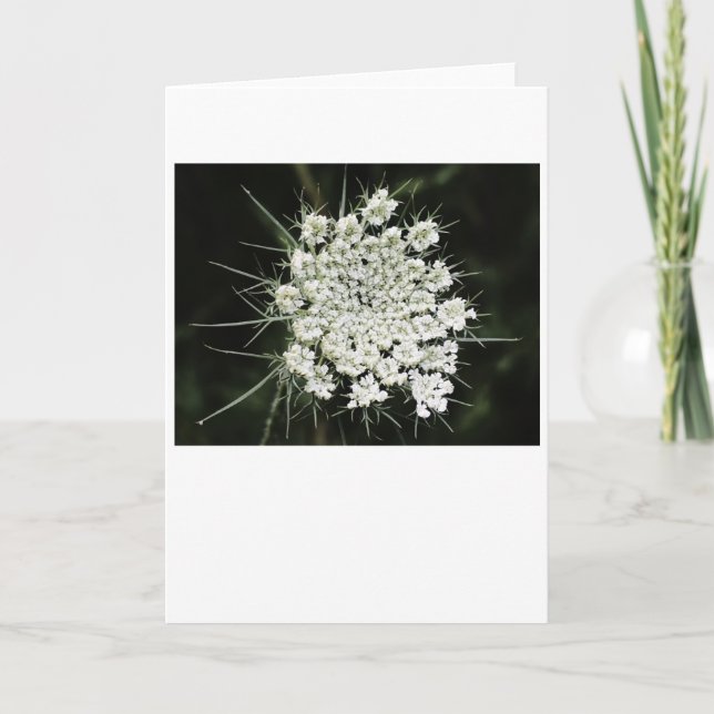 Königin Anne's Lace, Karte (Vorderseite)