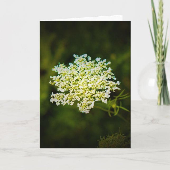 Königin Anne's Lace, Karte (Vorderseite)