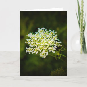 Königin Anne's Lace, Karte