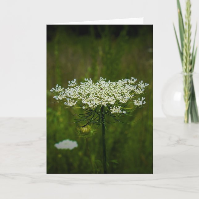 Königin Anne's Lace, Karte (Vorderseite)