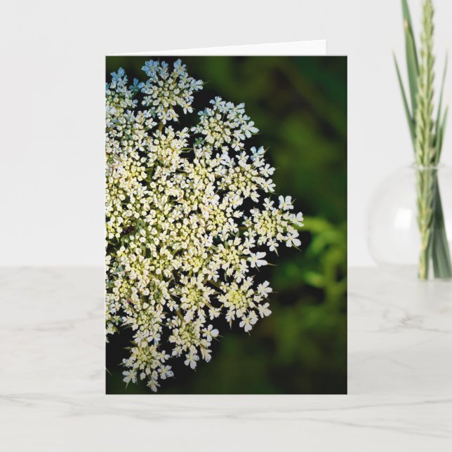 Königin Anne's Lace, Karte (Vorderseite)