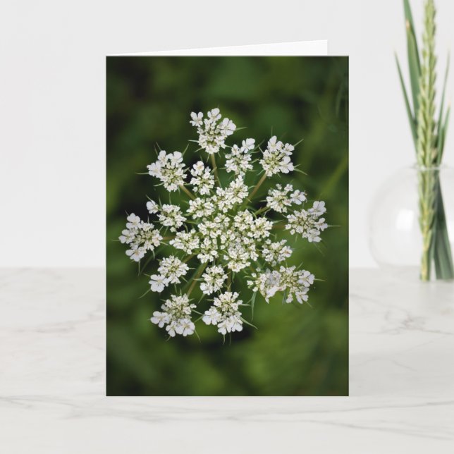 Königin Anne's Lace, Karte (Vorderseite)