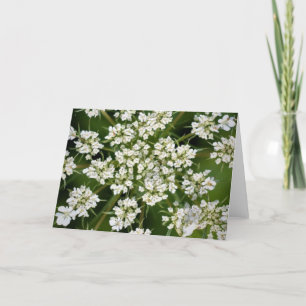 Königin Anne's Lace, Karte