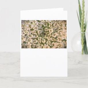 Königin Anne's Lace, Karte