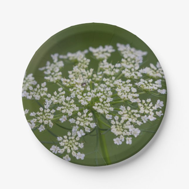 Königin Anne's Lace Pappteller (Vorderseite)