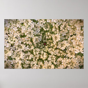 Königin Anne's Lace Poster