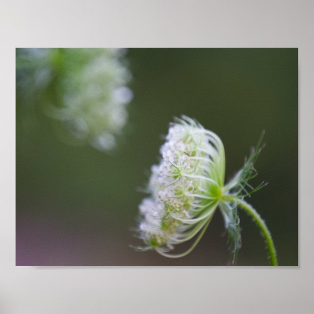 Königin Anne's Lace Poster (Vorne)