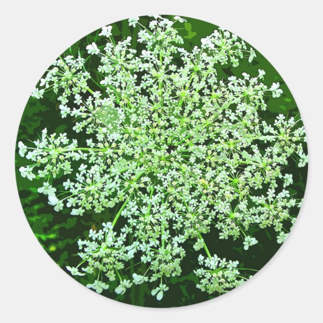 Königin Anne's Lace Runder Aufkleber (Vorderseite)