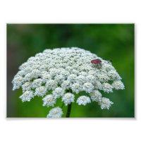 Königin Anne's Lace White Wild Carrot Blume