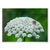 Königin Anne's Lace White Wild Carrot Blume