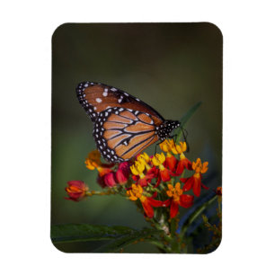 Königin auf tropischer Milchkraut Magnet