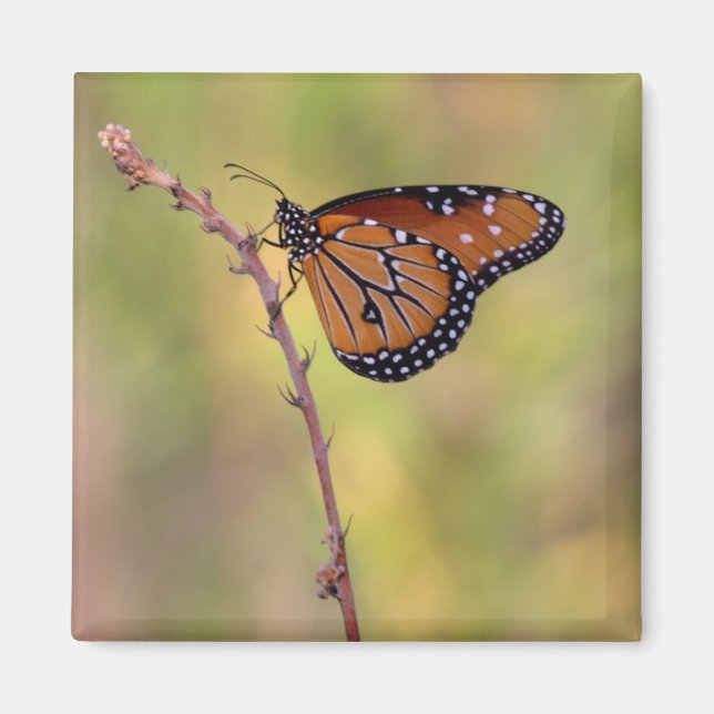 Königin Butterfly knistert im Licht Magnet (Vorne)
