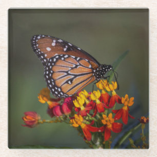 Königin Butterfly über tropische Milkweed Glasuntersetzer