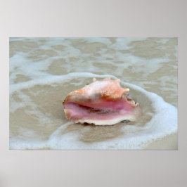 Königin Conch im Surf, Bahamas Poster