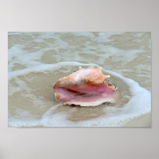 Königin Conch im Surf, Bahamas Poster (Vorne)
