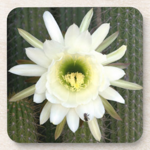 Königin der Nacht-Kaktusblüte, Karoo-Region Getränkeuntersetzer