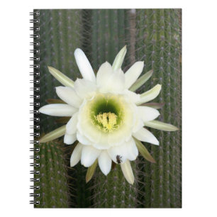 Königin der Nacht Kaktusblüte, Karoo-Region Notizblock