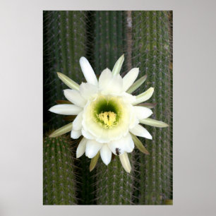 Königin der Nacht Kaktusblüte, Karoo-Region Poster