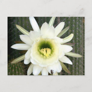 Königin der Nacht Kaktusblüte, Karoo-Region Postkarte