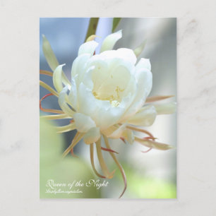 Königin der Nacht:Postkarte Postkarte