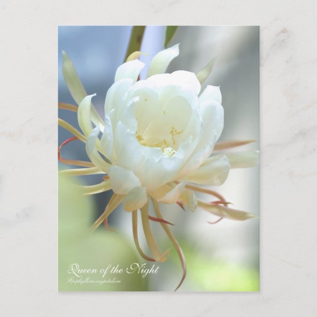 Königin der Nacht:Postkarte Postkarte (Vorderseite)