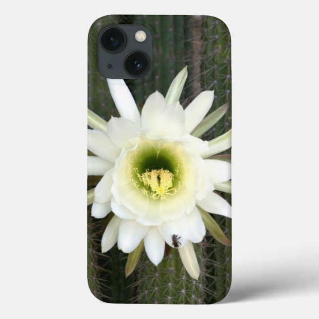 Königin der Nachtkaktus-Blume, Region Karoo Case-Mate iPhone Hülle (Rückseite)