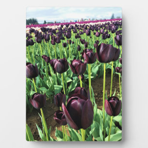 Königin der Nachttoulpen, Oregon Fotoplatte