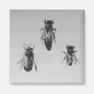 Königin Drone Worker Bee Behalte Apiologie-Apiaris Magnet