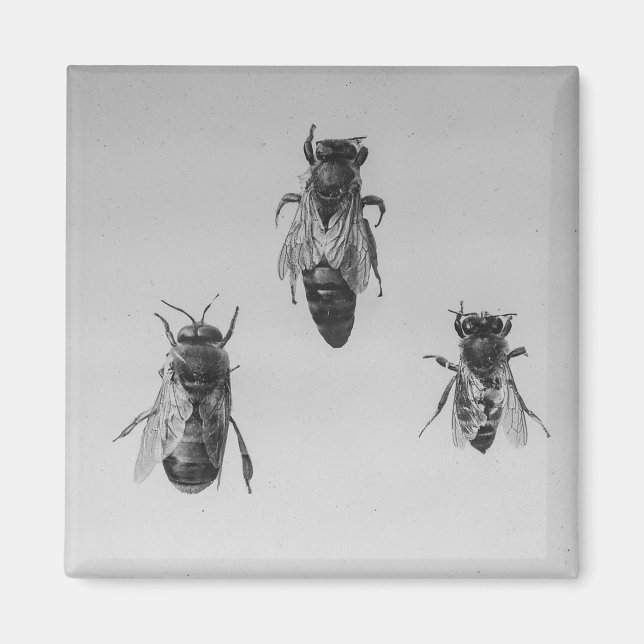 Königin Drone Worker Bee Behalte Apiologie-Apiaris Magnet (Vorne)