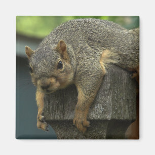 Königin Eleonor des friedlichen Königreiches Magnet