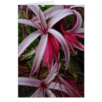 Königin Emmas Lila Crinum Lily