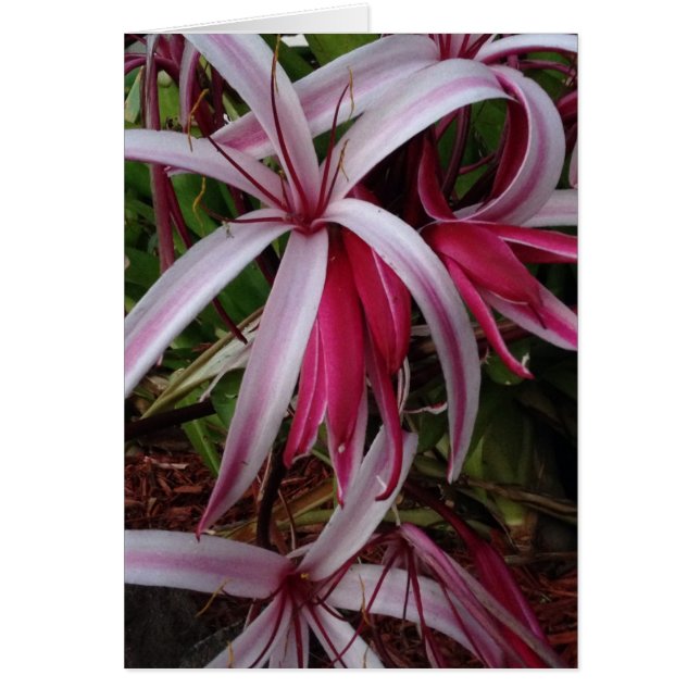 Königin Emmas Lila Crinum Lily (Vorne)