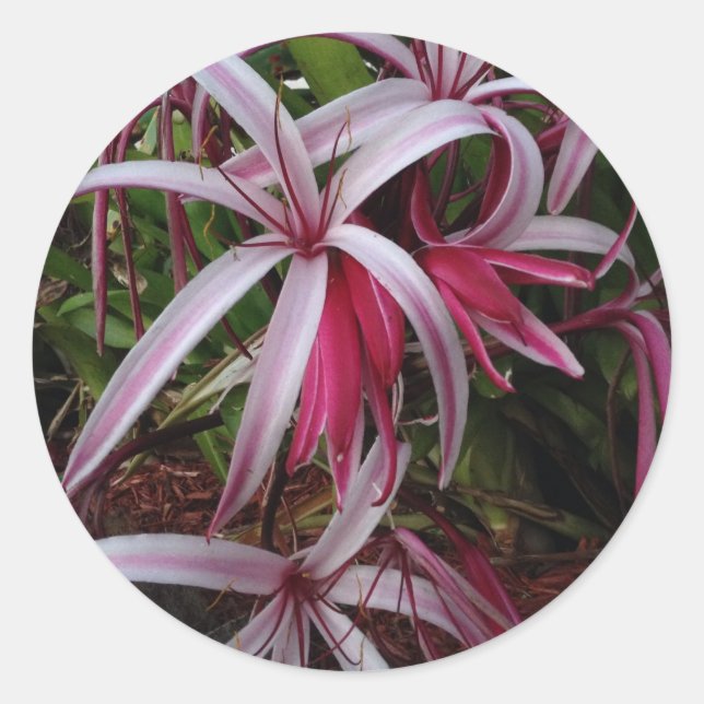Königin Emmas Lila Crinum Lily Runder Aufkleber (Vorderseite)
