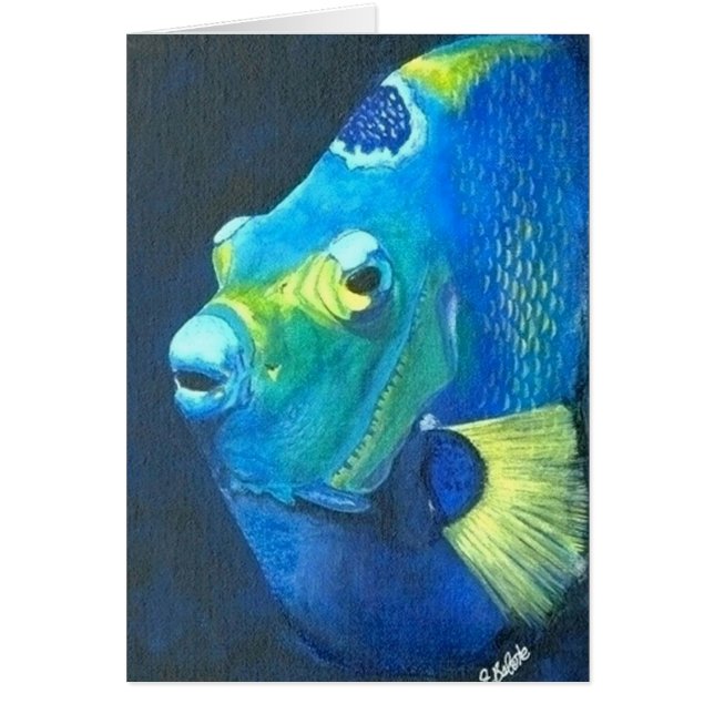 Königin-Engelsfische (Vorne)