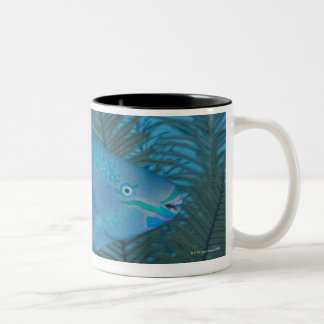 Königin-Papageienfisch (Scarus vetula) vorbei Zweifarbige Tasse