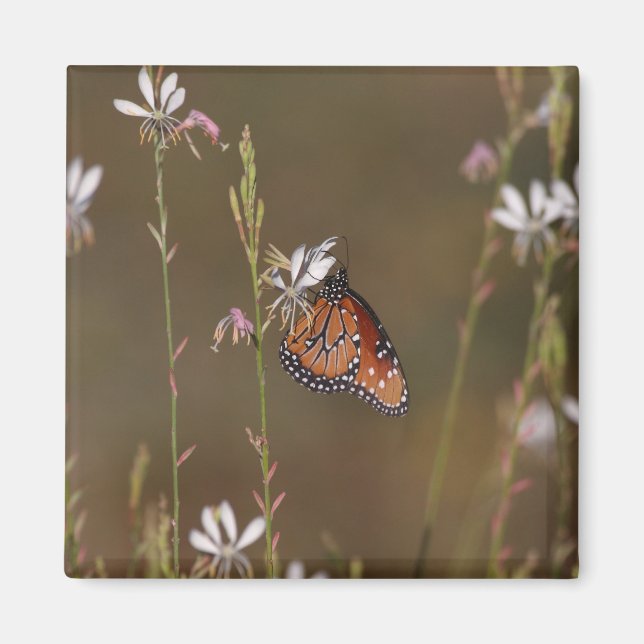 Königin und Milchkraut Magnet (Vorne)