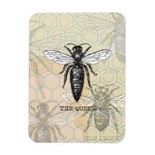Königinnenbiene Käfer Insekt Antik Illustration Magnet