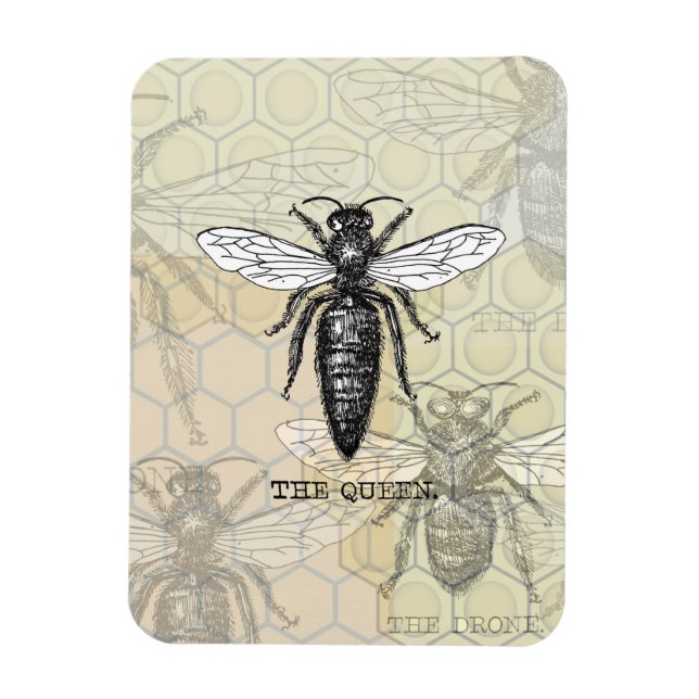 Königinnenbiene Käfer Insekt Antik Illustration Magnet (Vertikal)