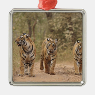 Königliche Bengal-Tiger auf der Spur, Ranthambhor Ornament Aus Metall