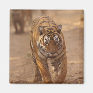 Königliche Bengal-Tiger auf der Strecke, Ranthambh Magnet