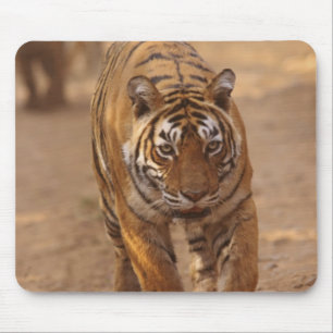 Königliche Bengal-Tiger auf der Strecke, Ranthambh Mousepad