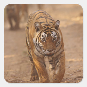 Königliche Bengal-Tiger auf der Strecke, Ranthambh Quadratischer Aufkleber