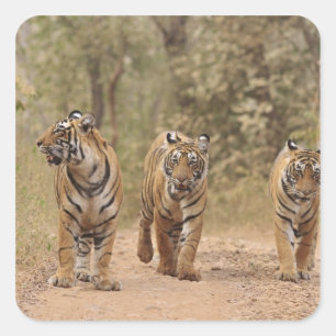Königliche Bengal-Tiger auf der Strecke, Ranthambh Quadratischer Aufkleber