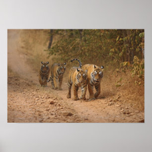 Königliche Bengal-Tiger in Bewegung, Ranthambhor Poster