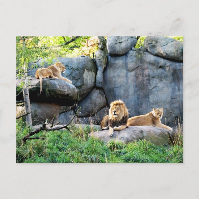 Königliche Familie Postkarte (Vorderseite)