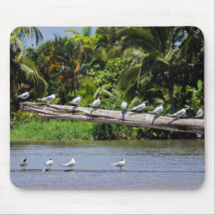 Königlichen Seeschwalben, Mündung des Tortuguero-F Mousepad